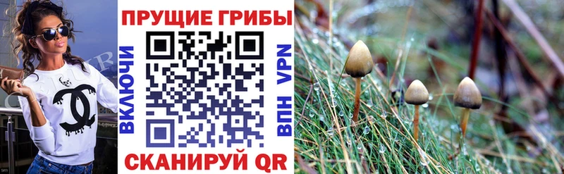 Купить  Кашин  Псилоцибиновые грибы Magic Shrooms 